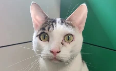BANDIT, male young European Shorthair for adoption at SPA de Basse-Normandie, Verson