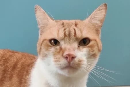 GARFIELD – Réservé, male 3yo European Shorthair for adoption at SPA de Basse-Normandie, Verson