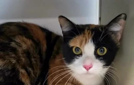 CLOCHETTE, female young European Shorthair for adoption at SPA de Basse-Normandie, Verson