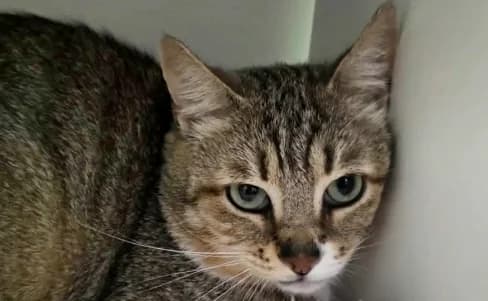 ALDO, male 3yo European Shorthair for adoption at SPA de Basse-Normandie, Verson