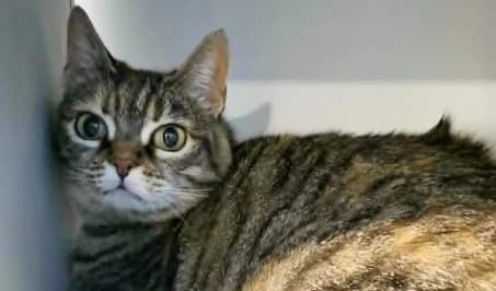 AMY, female young European Shorthair for adoption at SPA de Basse-Normandie, Verson