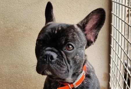 UGO, male puppy Mixed Breed for adoption at SPA de Basse-Normandie, Verson