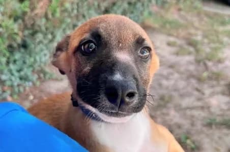 BAÏA, female puppy mixed breed for adoption at SPA de Basse-Normandie, Verson