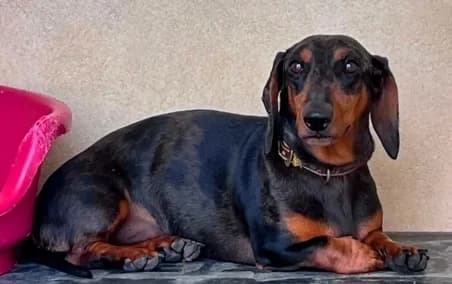 SCOUT, male 5yo Mixed Breed for adoption at SPA de Basse-Normandie, Verson