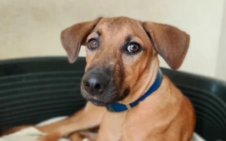 ROZIE, female puppy mixed breed for adoption at SPA de Basse-Normandie, Verson