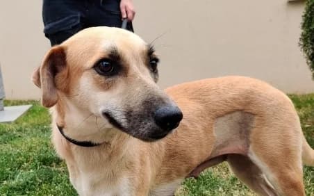 ALI, female young mixed breed for adoption at SPA de Basse-Normandie, Verson