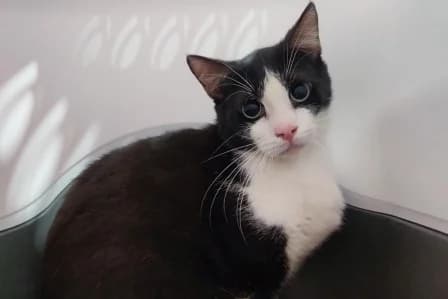 SHINY, male 3yo European Shorthair for adoption at SPA de Basse-Normandie, Verson