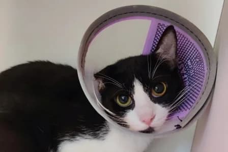 SHUN, female 3yo European Shorthair for adoption at SPA de Basse-Normandie, Verson
