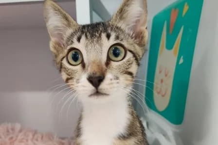 T-JI, male puppy Mixed Breed for adoption at SPA de Basse-Normandie, Verson