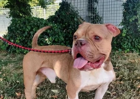 SIMBA, male 4yo Mixed Breed for adoption at SPA de Basse-Normandie, Verson