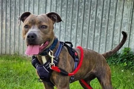 VALENTINA, female young Mixed Breed for adoption at SPA de Basse-Normandie, Verson