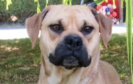 VICKY, female young Mixed Breed for adoption at SPA de Basse-Normandie, Verson