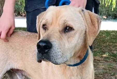 TOM, male 4yo Labrador Retriever for adoption at SPA de Basse-Normandie, Verson
