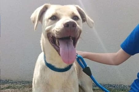HALIA, female 4yo Labrador Retriever for adoption at SPA de Basse-Normandie, Verson