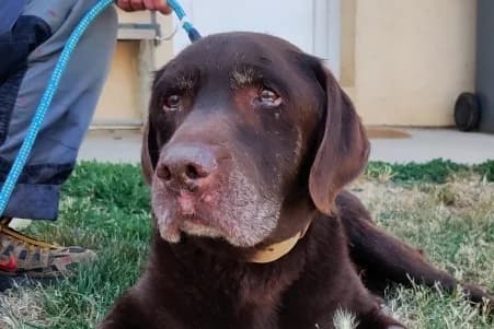IBRID (OPÉRATION DOYEN), male senior Labrador Retriever for adoption at SPA de Basse-Normandie, Verson