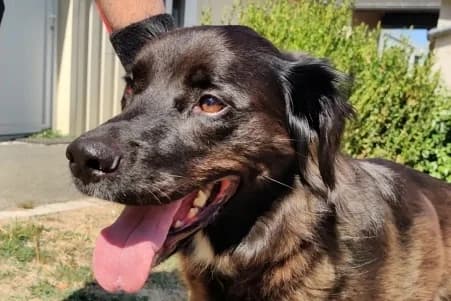 JOY, female 6yo Labrador Retriever for adoption at SPA de Basse-Normandie, Verson