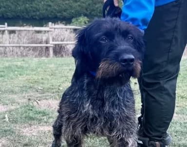 VINCENT, male young Mixed Breed for adoption at SPA de Basse-Normandie, Verson