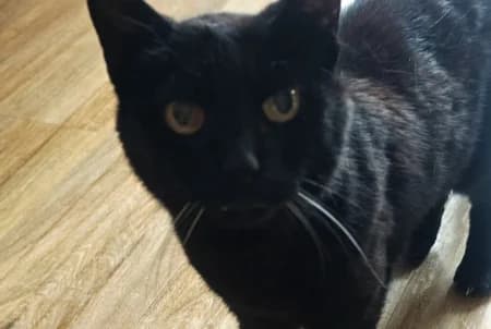 BRAIZE, female senior European Shorthair for adoption at SPA de Basse-Normandie, Verson