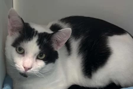 OREO, male 3yo European Shorthair for adoption at SPA de Basse-Normandie, Verson