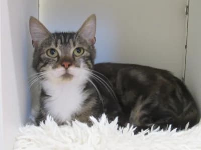 FILOU, male young European Shorthair for adoption at SPA de Basse-Normandie, Verson