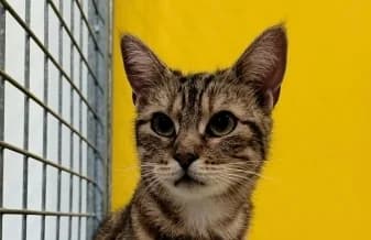 TARTINE, female young European Shorthair for adoption at SPA de Basse-Normandie, Verson
