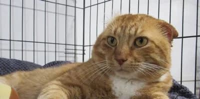 NONO, male 4yo European Shorthair for adoption at SPA de Basse-Normandie, Verson