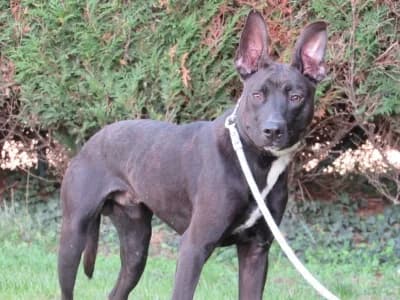 SNOOPY, male puppy Belgian Malinois for adoption at SPA de Basse-Normandie, Verson