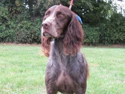 MACARON, male 4yo Mixed Breed for adoption at SPA de Basse-Normandie, Verson
