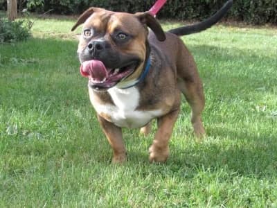 EDGAR, male young Mixed Breed for adoption at SPA de Basse-Normandie, Verson
