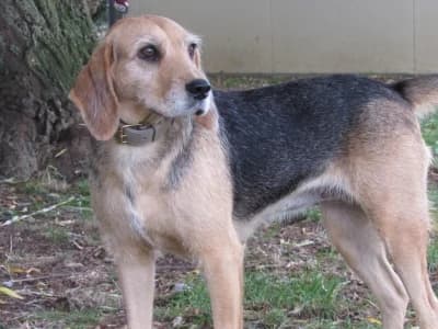 VICTORIA, female young Mixed Breed for adoption at SPA de Basse-Normandie, Verson