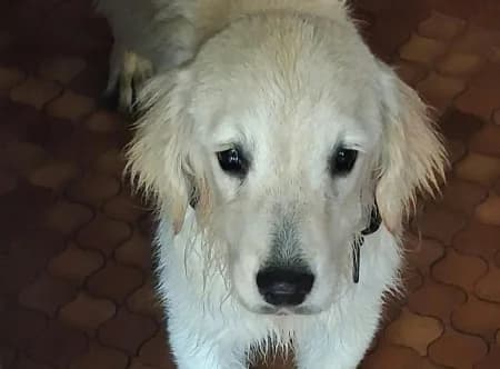 BABY, male puppy Golden Retriever for adoption at SPA de Basse-Normandie, Verson