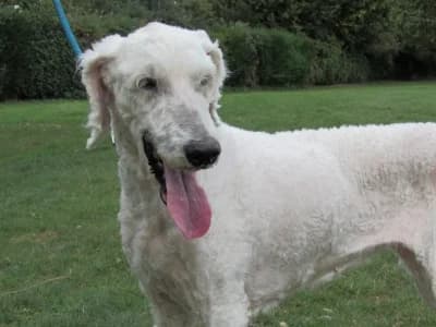 IRA β DOYEN, female senior Mixed Breed for adoption at SPA de Basse-Normandie, Verson