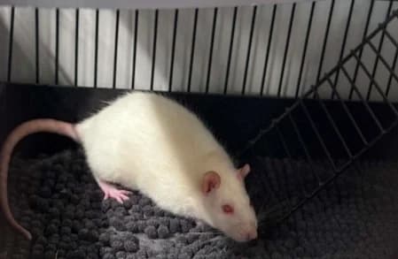 SINUSITE, female young Mixed Breed for adoption at SPA de Basse-Normandie, Verson