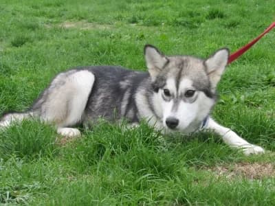 FRISKETTE, female young Husky for adoption at SPA de Basse-Normandie, Verson