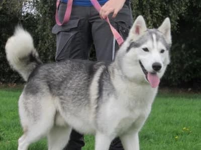 EROS, male 3yo Husky for adoption at SPA de Basse-Normandie, Verson