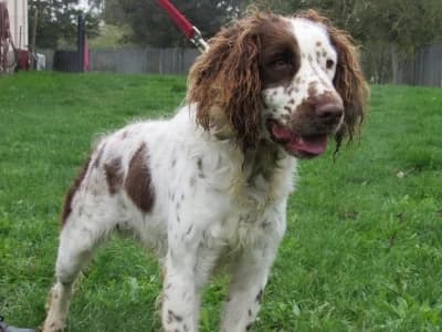 BORIS, male young Mixed Breed for adoption at SPA de Basse-Normandie, Verson