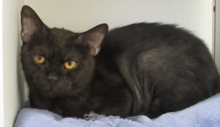 CLEOPATRE, female young European Shorthair for adoption at SPA de Basse-Normandie, Verson