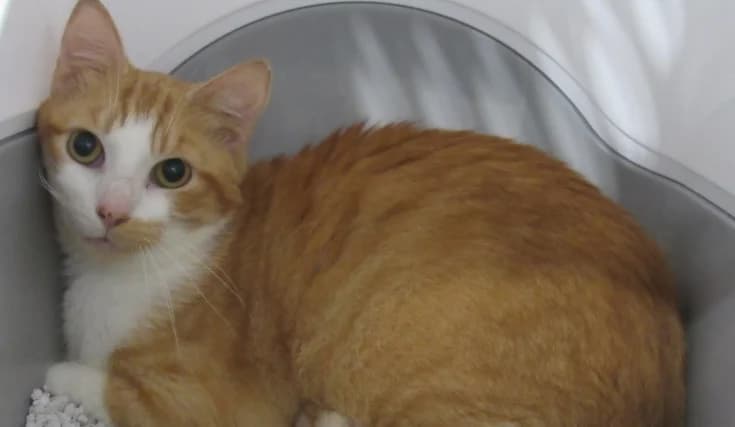TITUS, male 6yo European Shorthair for adoption at SPA de Basse-Normandie, Verson