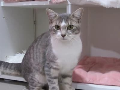 ALFRED, male puppy European Shorthair for adoption at SPA de Basse-Normandie, Verson