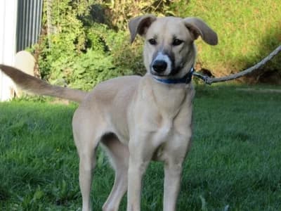 BIANCA, female puppy mixed breed for adoption at SPA de Basse-Normandie, Verson