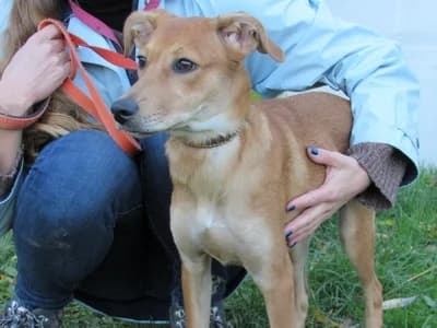 POWDER, female puppy mixed breed for adoption at SPA de Basse-Normandie, Verson