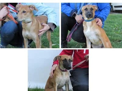 HINATA, POWDER et MINATO, male puppy mixed breed for adoption at SPA de Basse-Normandie, Verson
