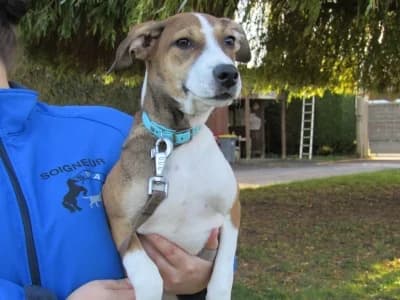KAYA, female puppy mixed breed for adoption at SPA de Basse-Normandie, Verson