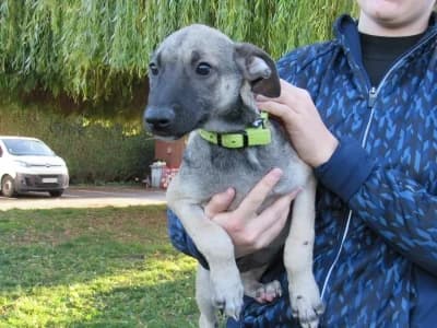 BALTO, male puppy mixed breed for adoption at SPA de Basse-Normandie, Verson
