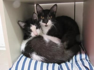 CHARLY ET PONGO, female puppy European Shorthair for adoption at SPA de Basse-Normandie, Verson
