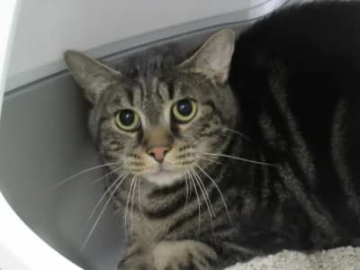 BABOU, male young European Shorthair for adoption at SPA de Basse-Normandie, Verson