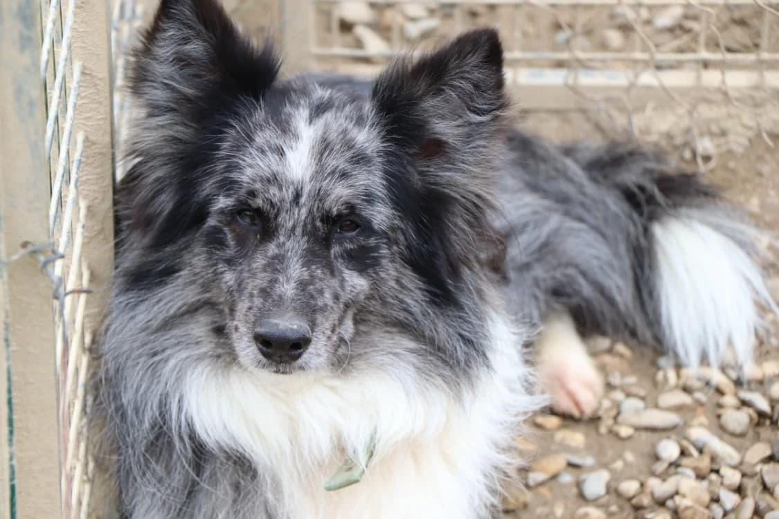 Tchoupi (réservé), male 6yo Border Collie for adoption at SPA Beaurepaire-en-Bresse, Beaurepaire