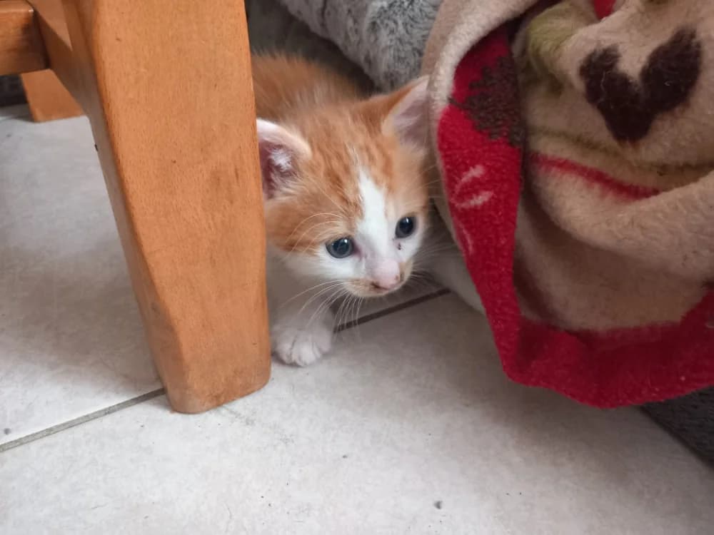 Bilbon, male Mixed Breed for adoption at SPA Beaurepaire-en-Bresse, Beaurepaire