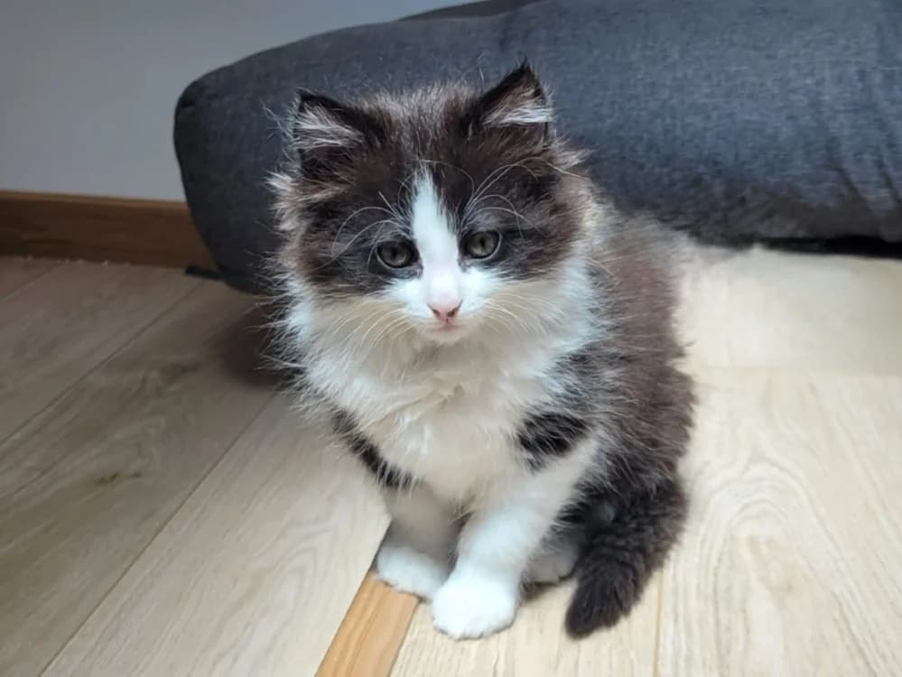 Balia (réservée), female Mixed Breed for adoption at SPA Beaurepaire-en-Bresse, Beaurepaire