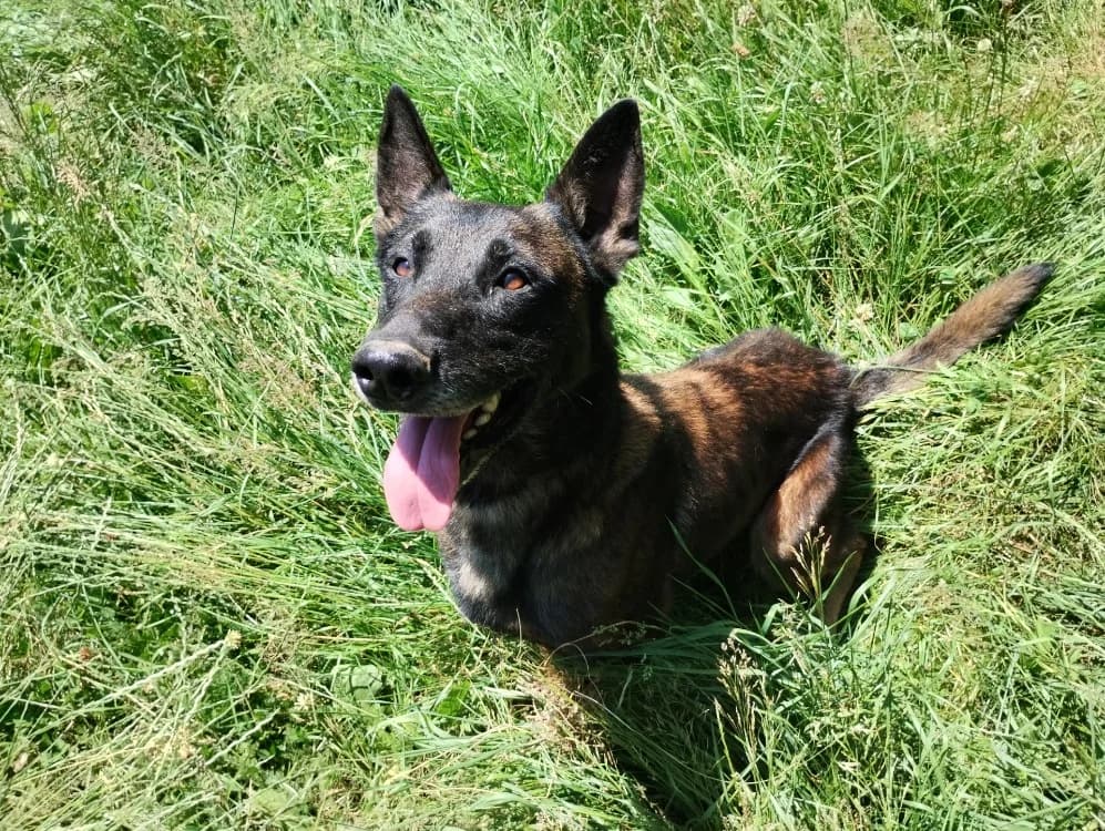 MAMBO, male 6yo mixed breed for adoption at SPA Beaurepaire-en-Bresse, Beaurepaire